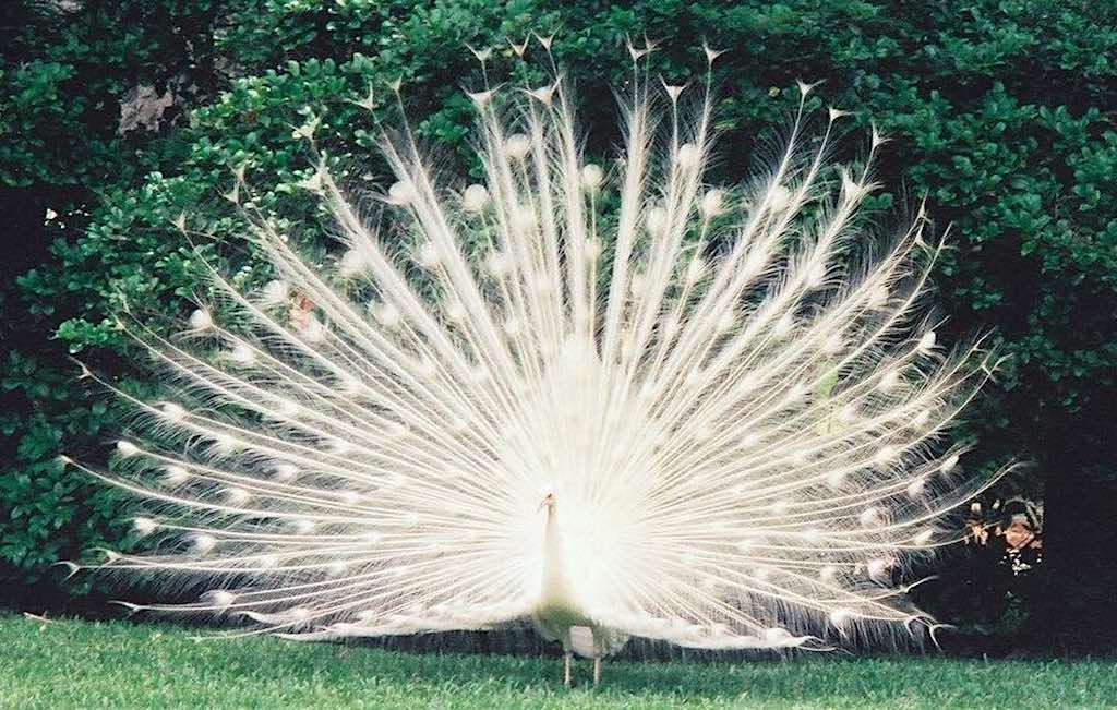 Pfau-Phönix
